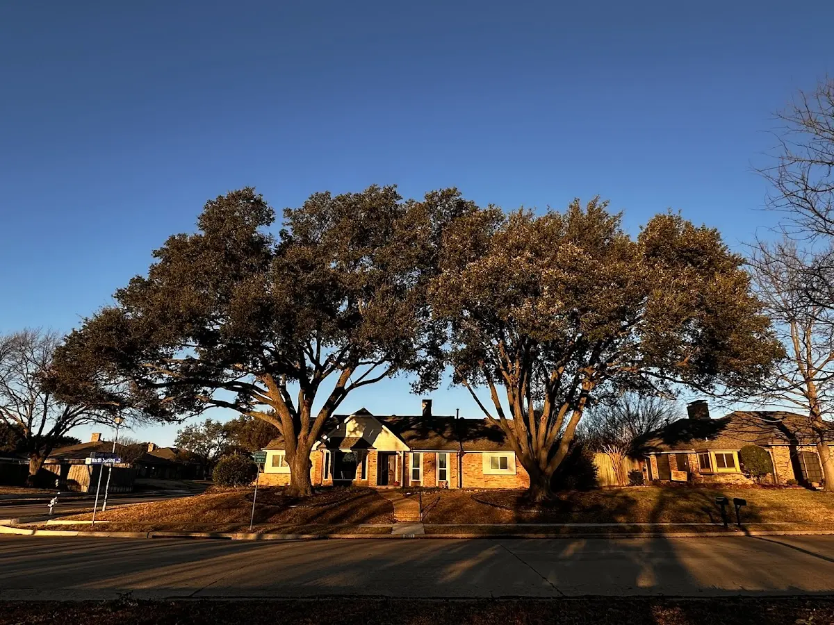 Established residential canopy tree shading a home in Spring Lake